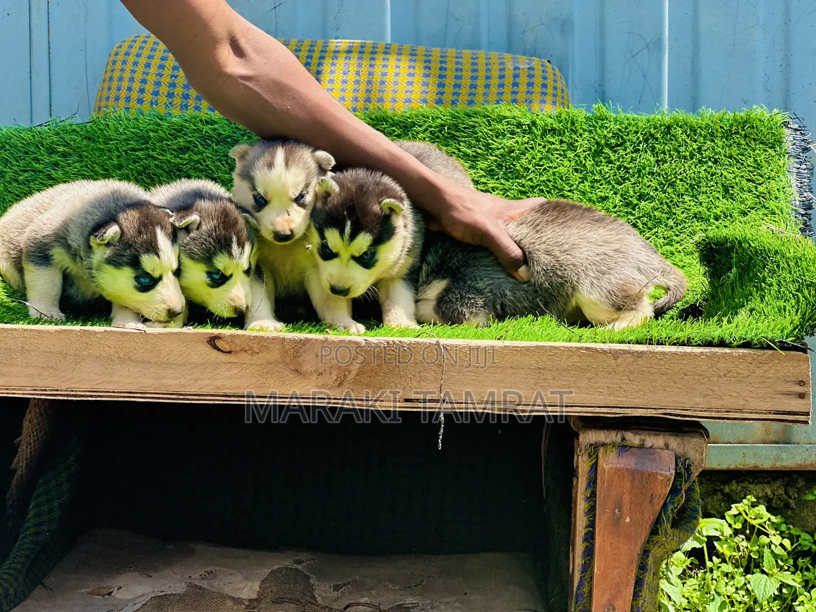 1-3 months Male Purebred Siberian Husky
