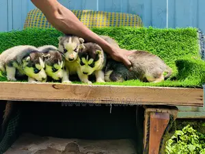 Photo - 1-3 months Male Purebred Siberian Husky