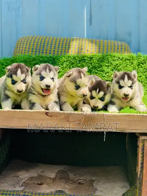 1-3 months Male Purebred Siberian Husky