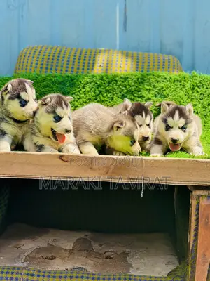 1-3 months Male Purebred Siberian Husky