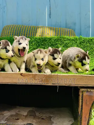 Photo - 1-3 months Male Purebred Siberian Husky