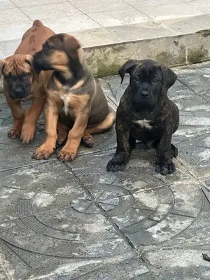 1-3 months Male Purebred Boerboel