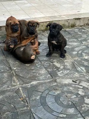 1-3 months Male Purebred Boerboel