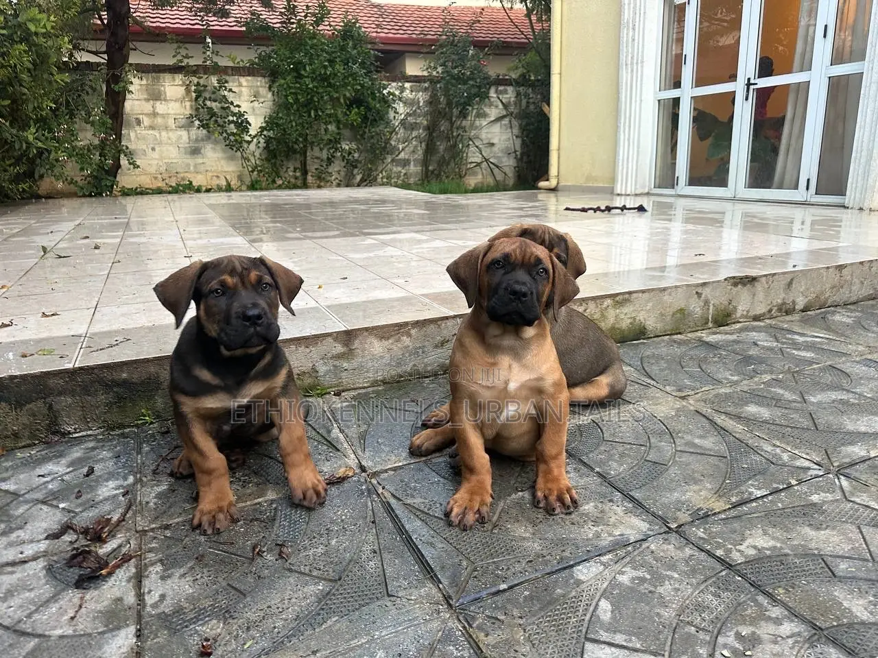 1-3 months Male Purebred Boerboel