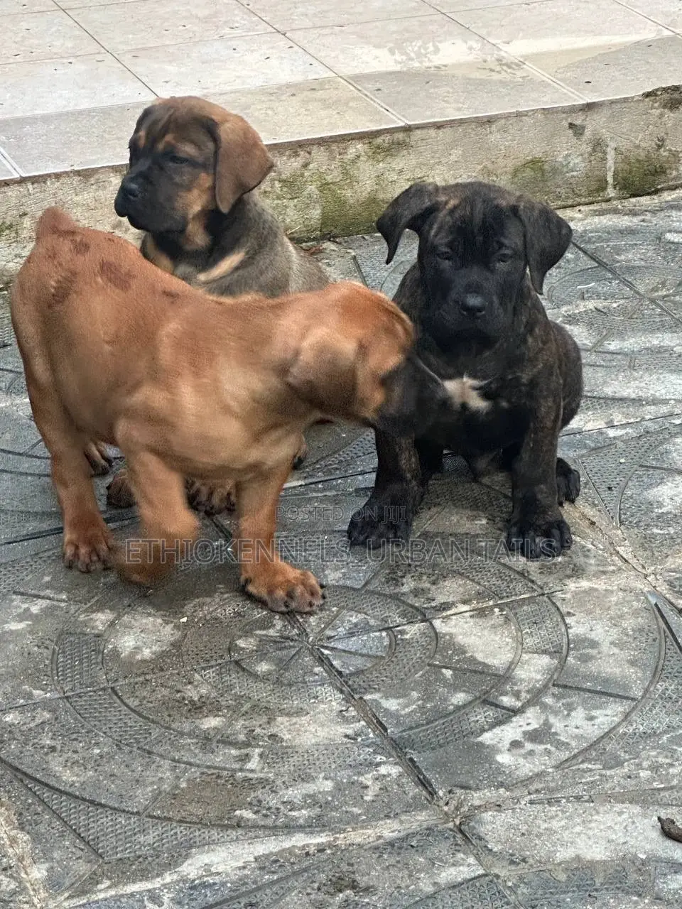 1-3 months Male Purebred Boerboel