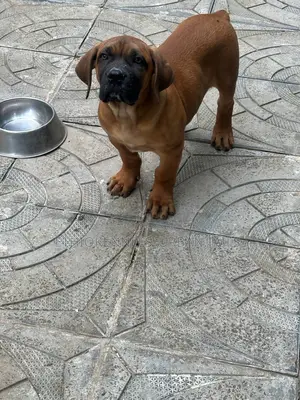 1-3 months Male Purebred Boerboel