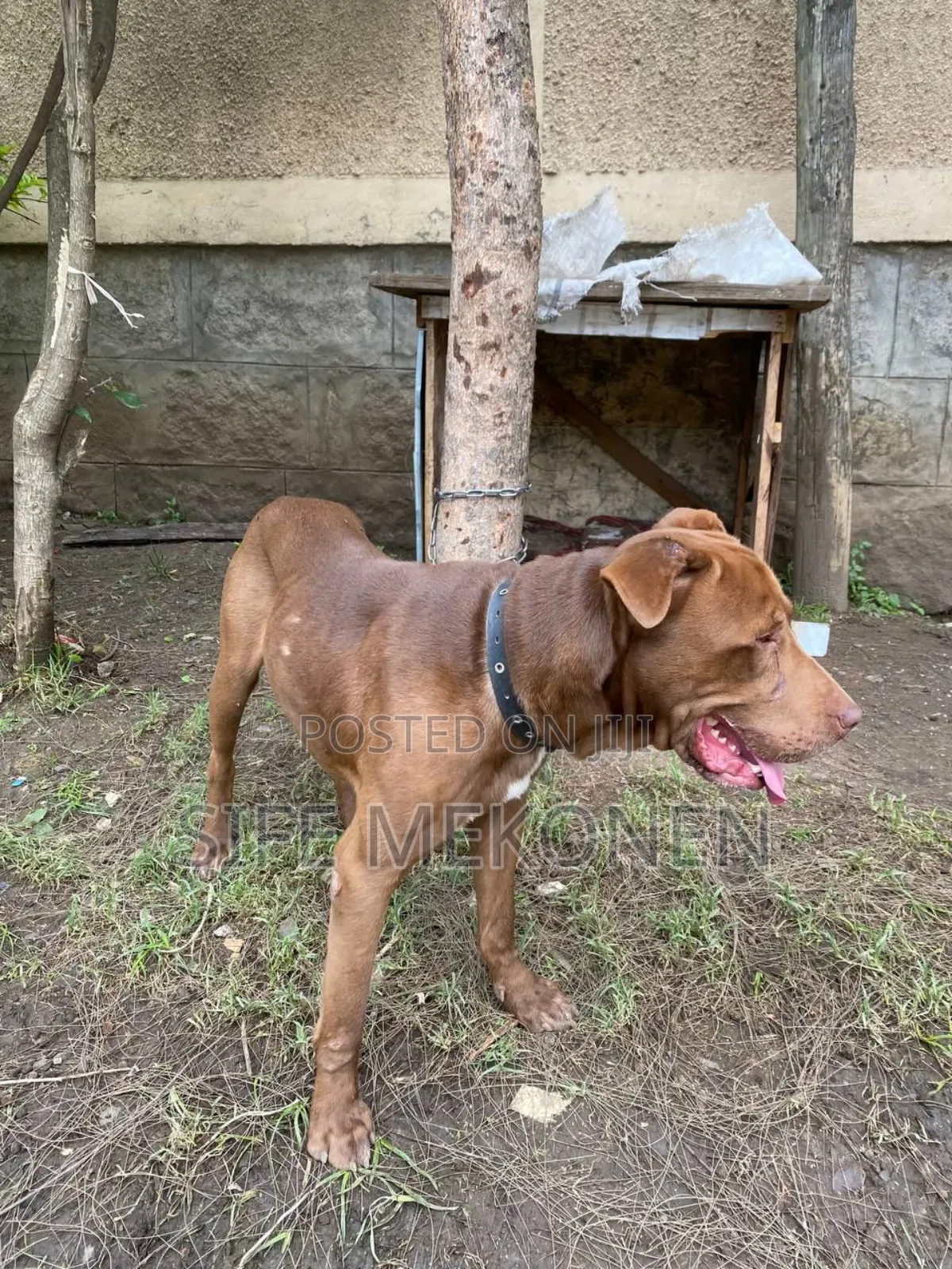 1-3 months Male Purebred American Pit Bull Terrier