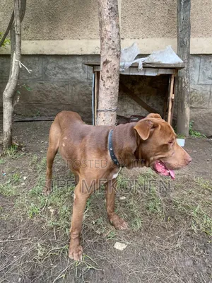 1-3 months Male Purebred American Pit Bull Terrier