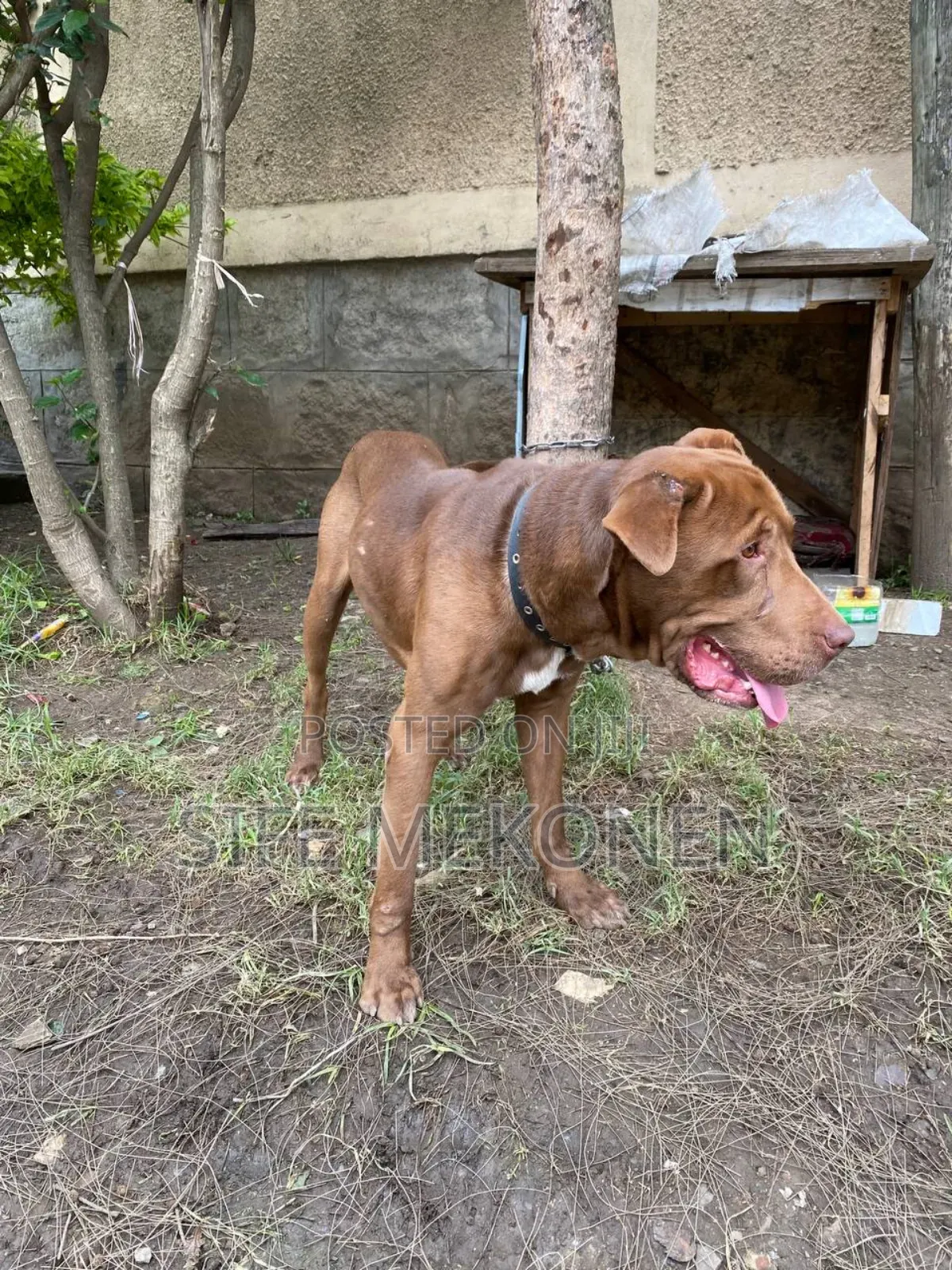 1-3 months Male Purebred American Pit Bull Terrier
