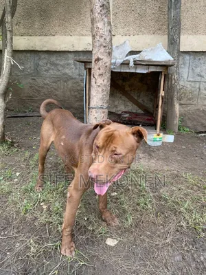 Photo - 1-3 months Male Purebred American Pit Bull Terrier