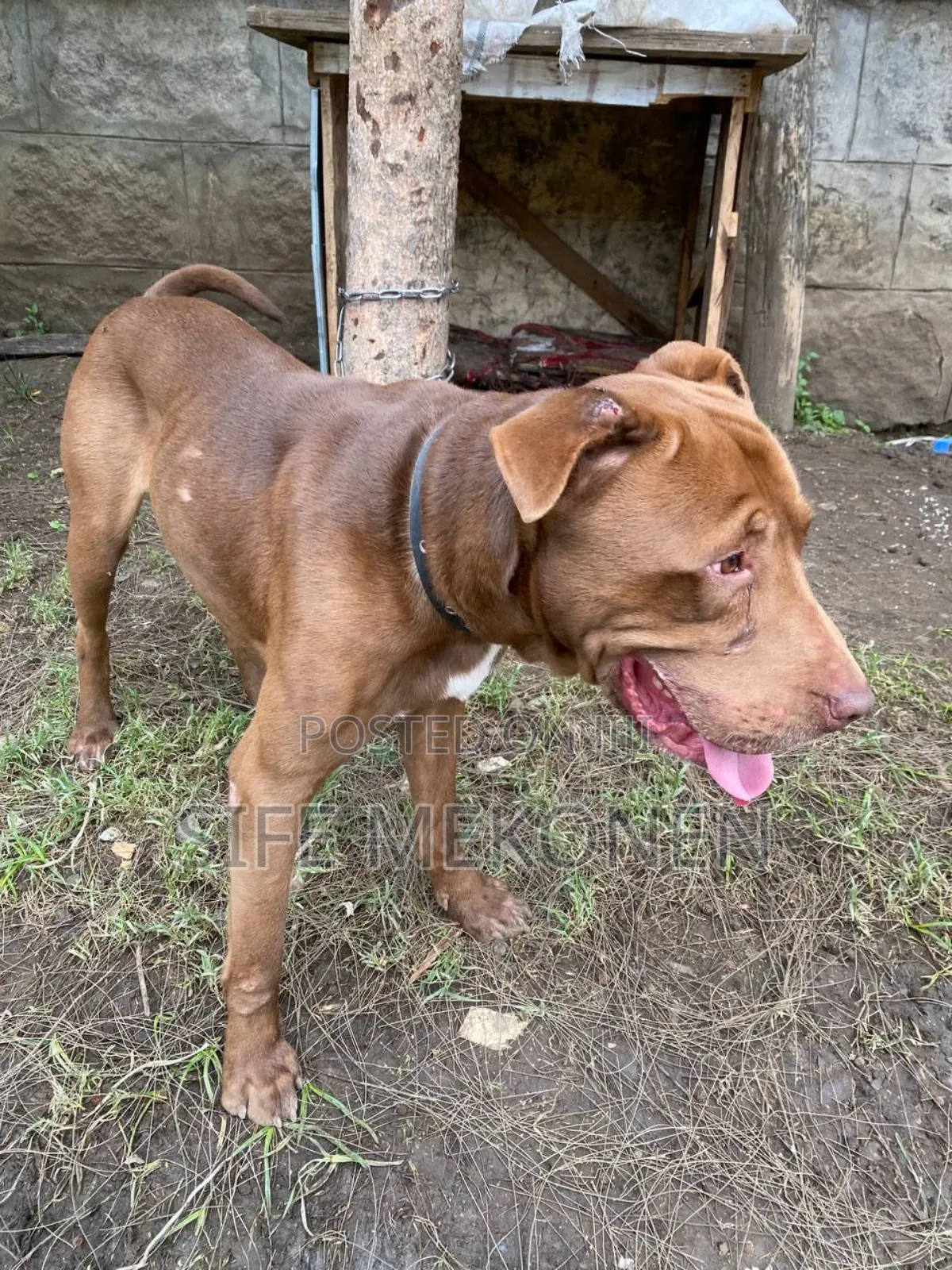 1-3 months Male Purebred American Pit Bull Terrier