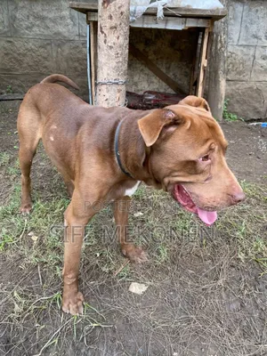 1-3 months Male Purebred American Pit Bull Terrier