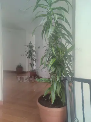 Studio Apartiment for Rent