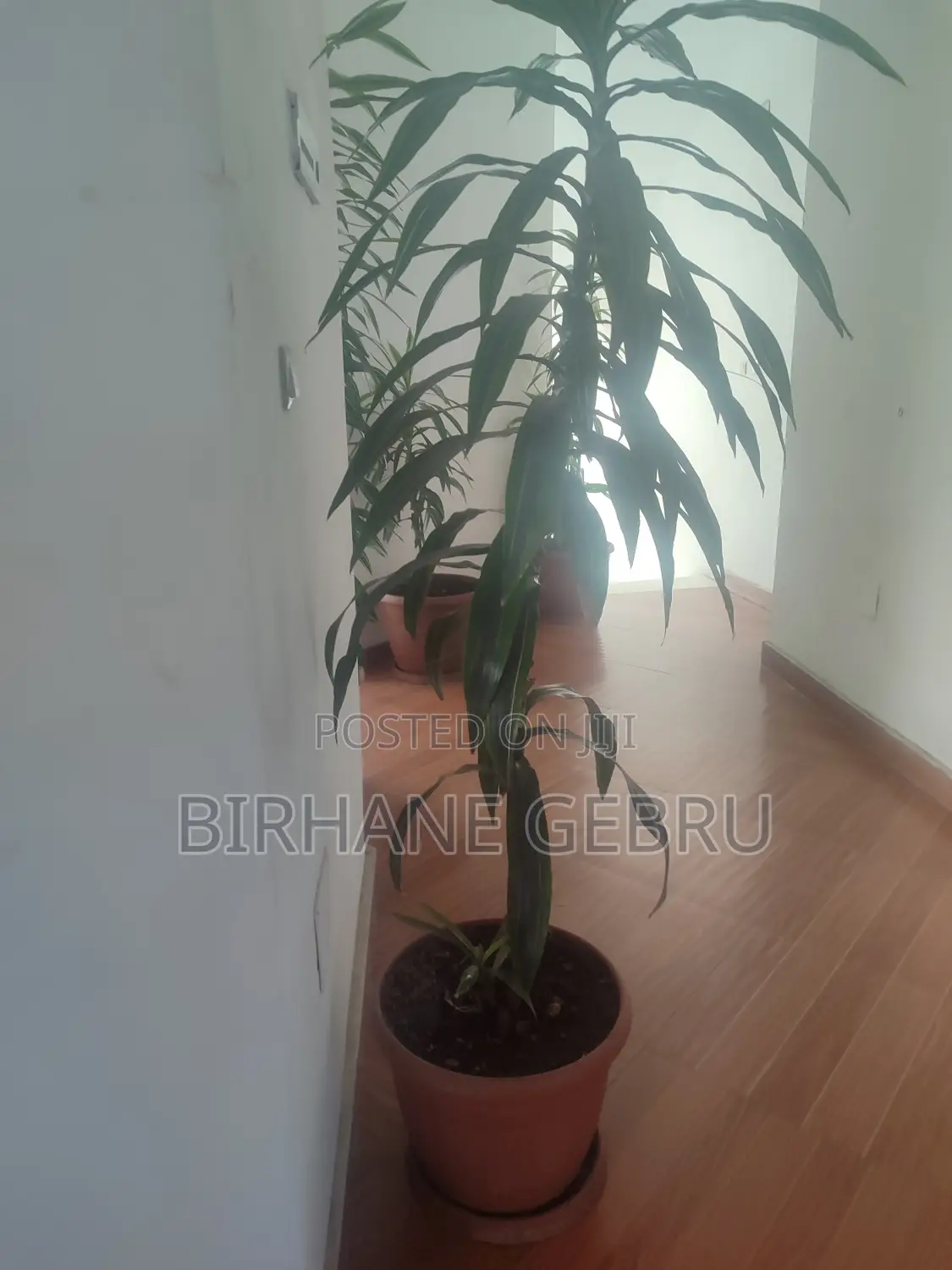 Studio Apartiment for Rent