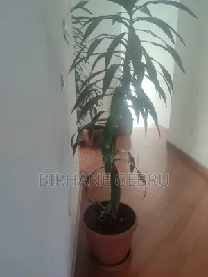 Studio Apartiment for Rent