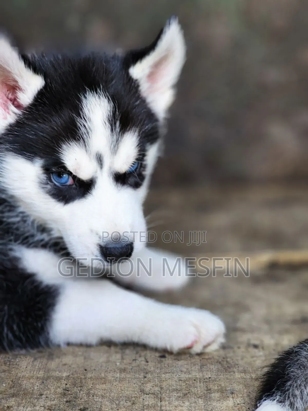 1-3 months Male Purebred Siberian Husky