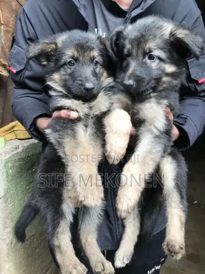 1-3 months Male Purebred German Shepherd