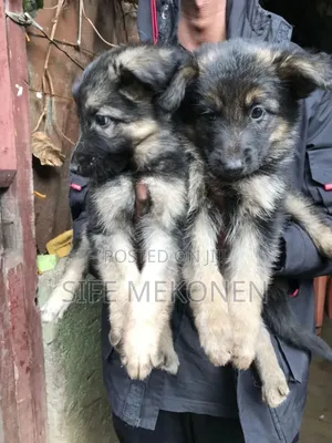 1-3 months Male Purebred German Shepherd