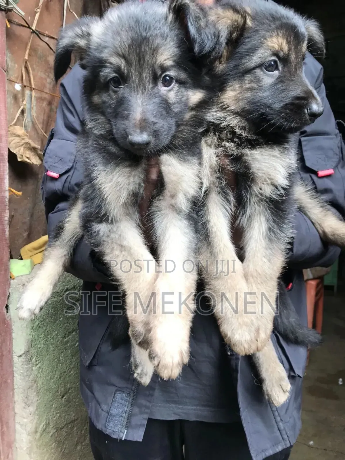 1-3 months Male Purebred German Shepherd