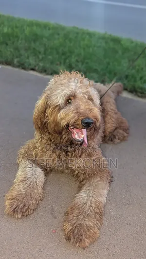 6-12 months Male Purebred Poodle