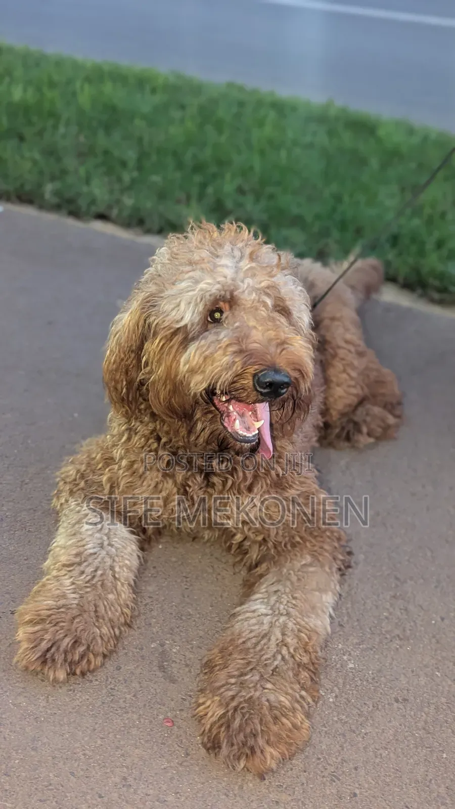 6-12 months Male Purebred Poodle