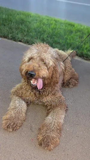 Photo - 6-12 months Male Purebred Poodle