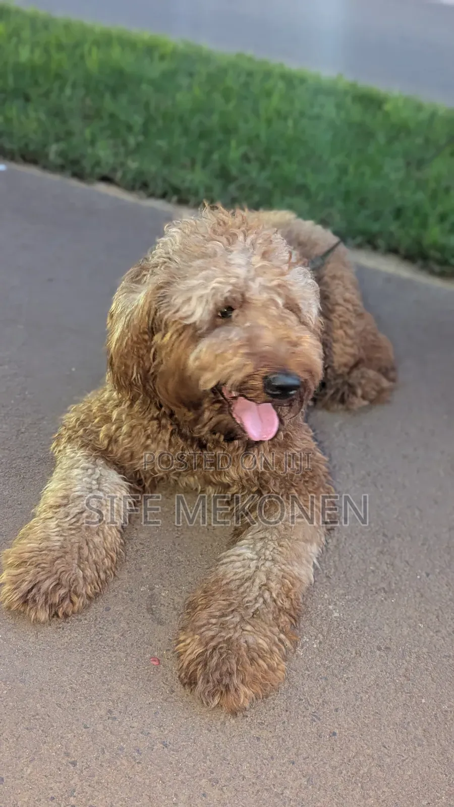 1-3 months Male Purebred Poodle