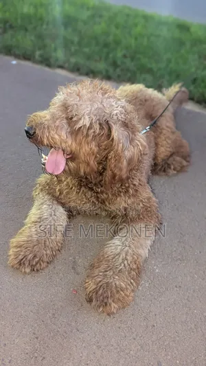 Photo - 1-3 months Male Purebred Poodle