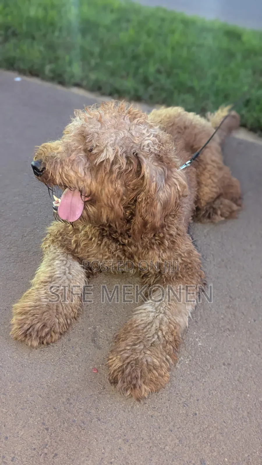 1-3 months Male Purebred Poodle