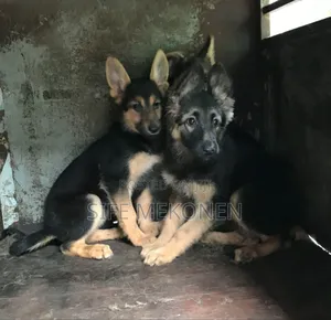 Photo - 1-3 months Male Purebred German Shepherd