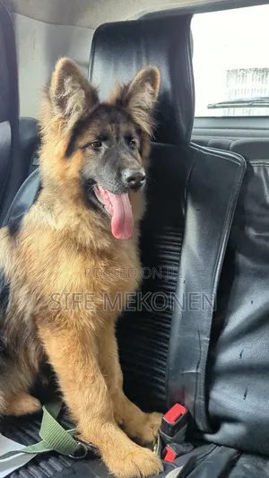 1-3 months Male Purebred German Shepherd