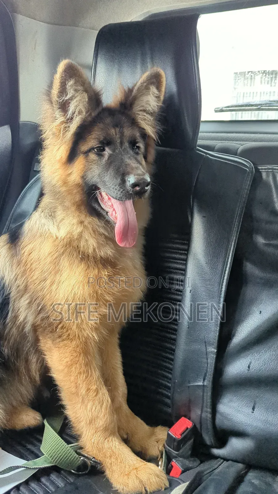 1-3 months Male Purebred German Shepherd