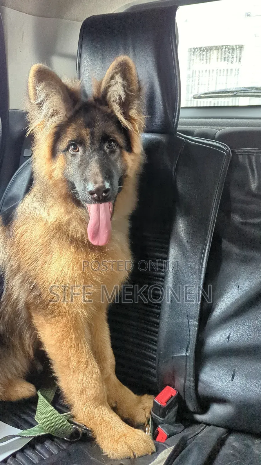 1-3 months Male Purebred German Shepherd