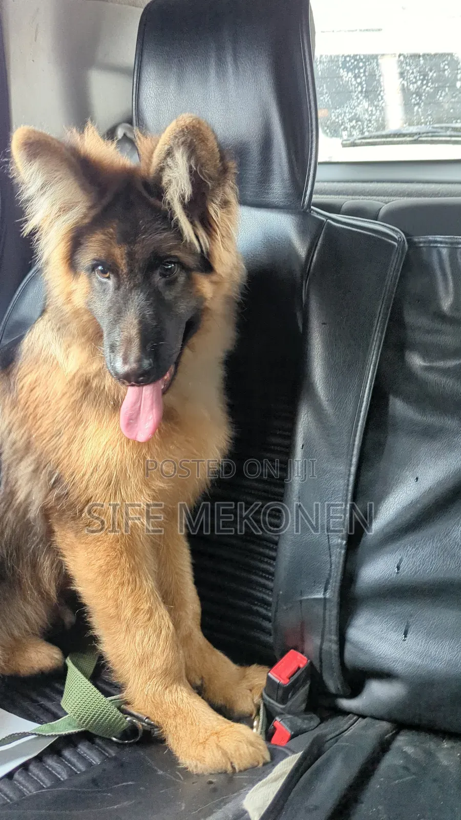 1-3 months Male Purebred German Shepherd