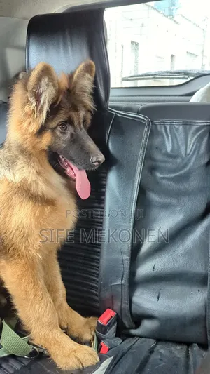 1-3 months Male Purebred German Shepherd