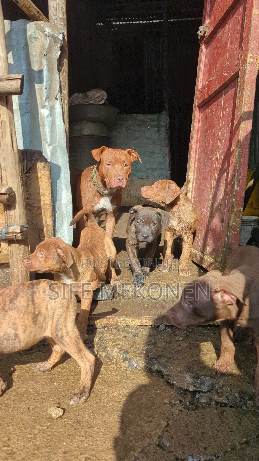 1-3 months Male Purebred American Pit Bull Terrier