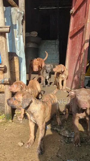 1-3 months Male Purebred American Pit Bull Terrier