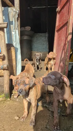 1-3 months Male Purebred American Pit Bull Terrier