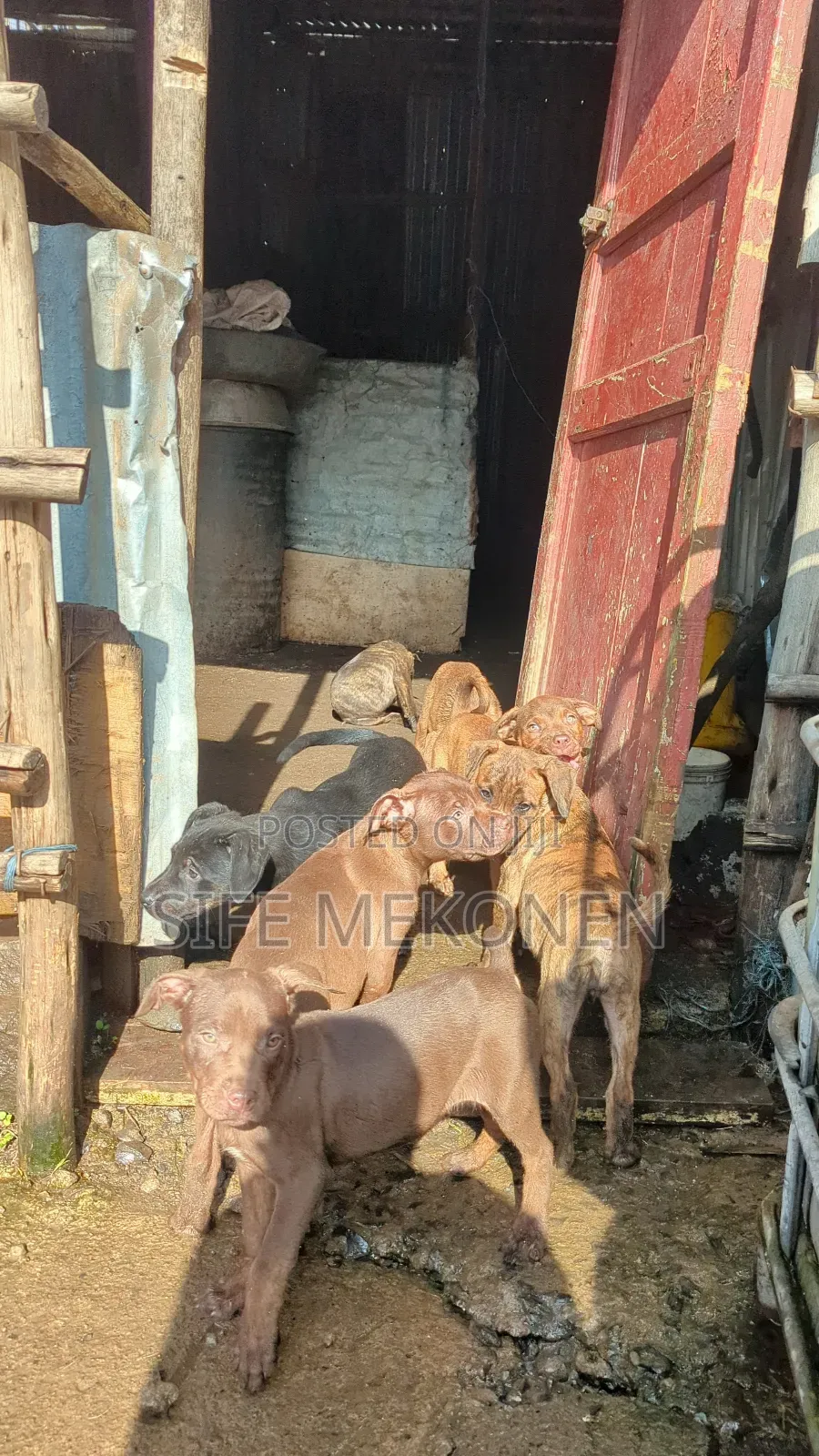 1-3 months Male Purebred American Pit Bull Terrier