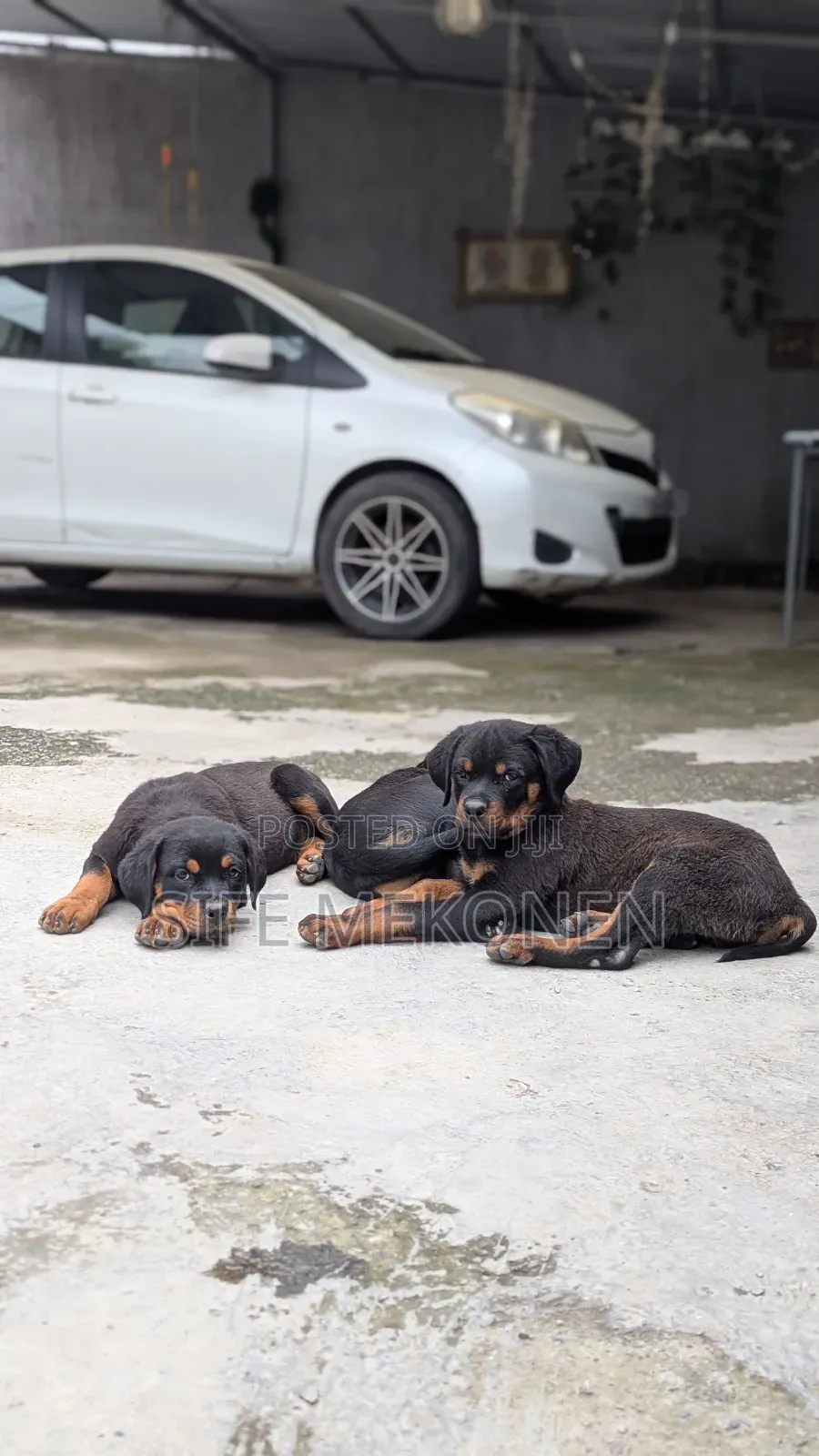 1-3 months Male Purebred Rottweiler