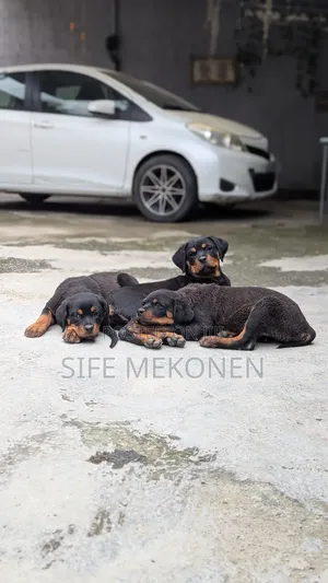 1-3 months Male Purebred Rottweiler