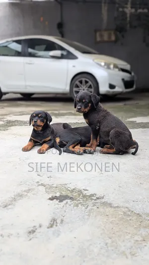 1-3 months Male Purebred Rottweiler