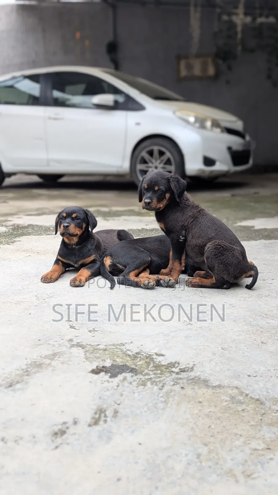 1-3 months Male Purebred Rottweiler