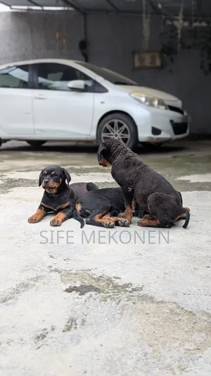 1-3 months Male Purebred Rottweiler