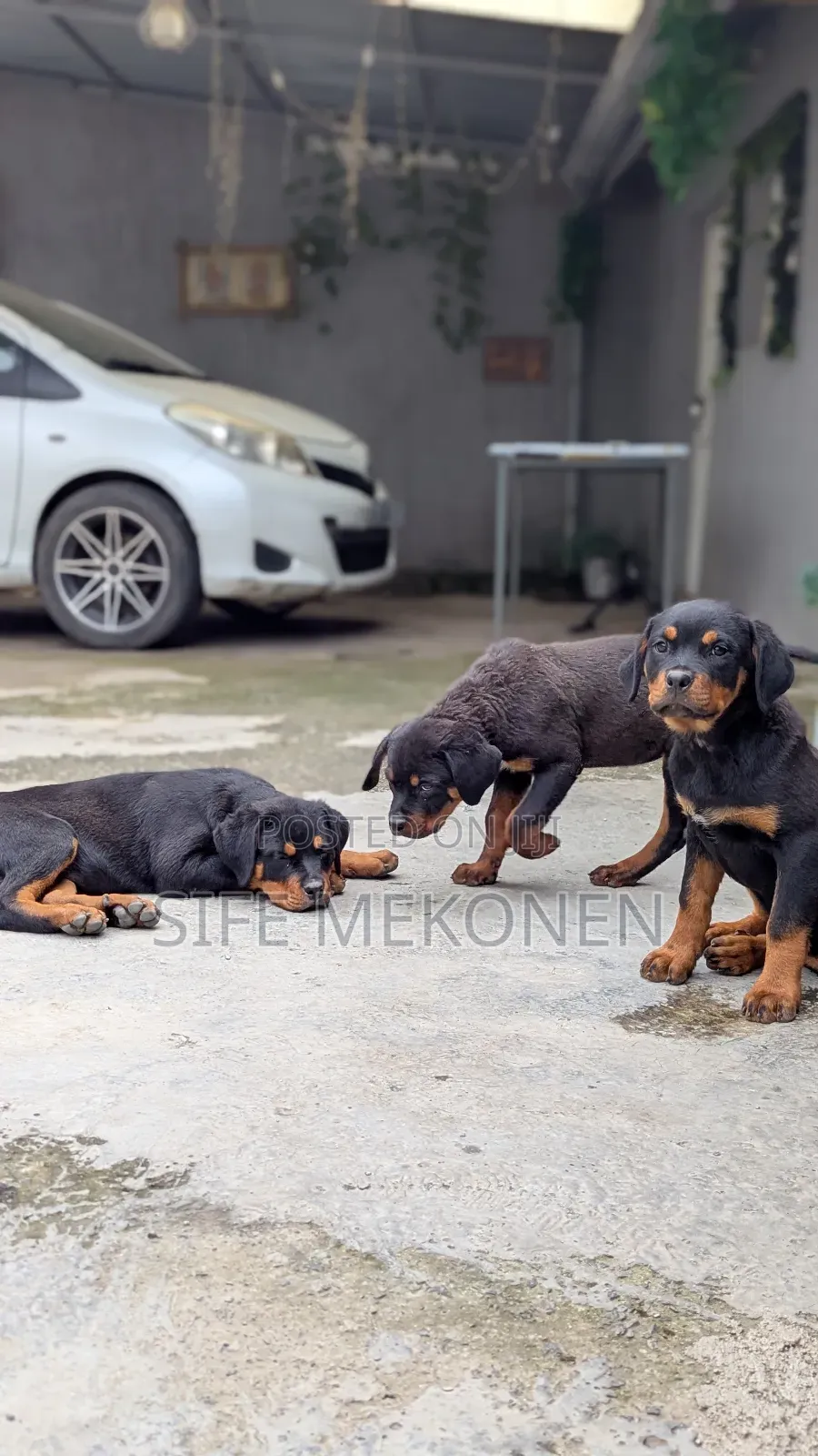 1-3 months Male Purebred Rottweiler