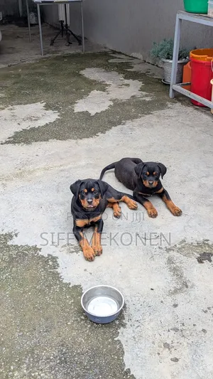 1-3 months Male Purebred Rottweiler
