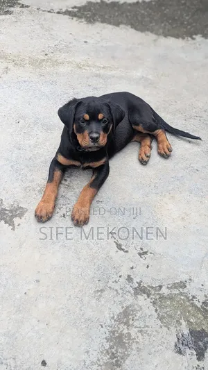 1-3 months Male Purebred Rottweiler