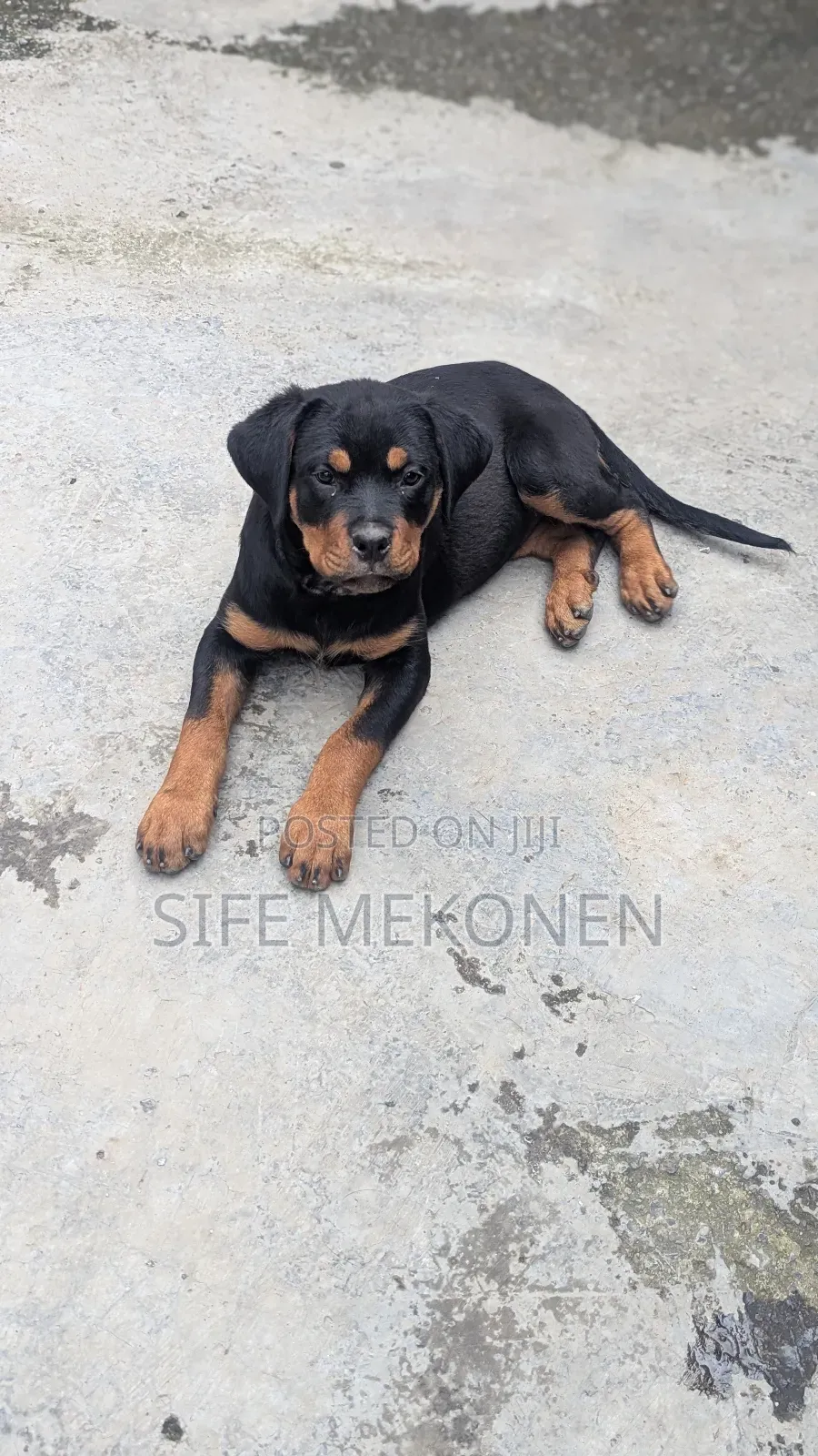 1-3 months Male Purebred Rottweiler