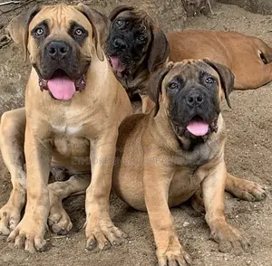1-3 months Male Purebred Boerboel