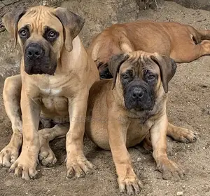 Photo - 1-3 months Male Purebred Boerboel